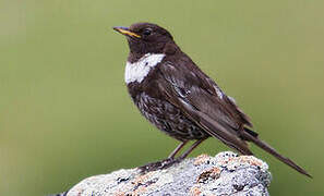 Ring Ouzel