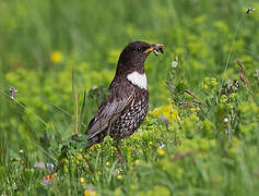 Ring Ouzel