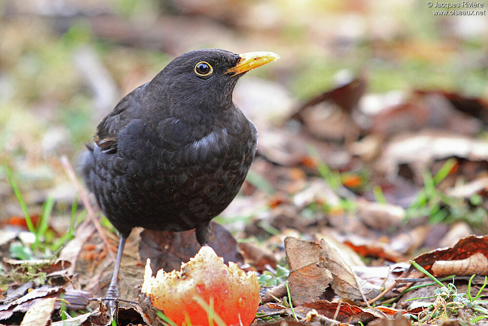 Common Blackbird male adult post breeding