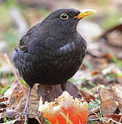 Common Blackbird