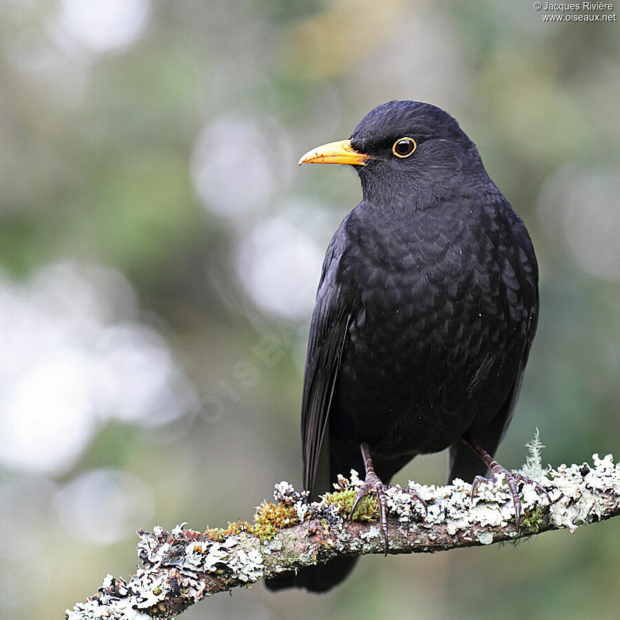 Common Blackbird male adult post breeding