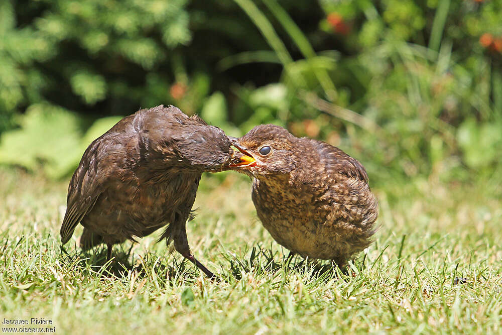 Common Blackbird, eats, Reproduction-nesting