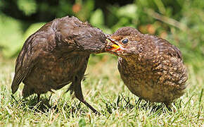 Common Blackbird