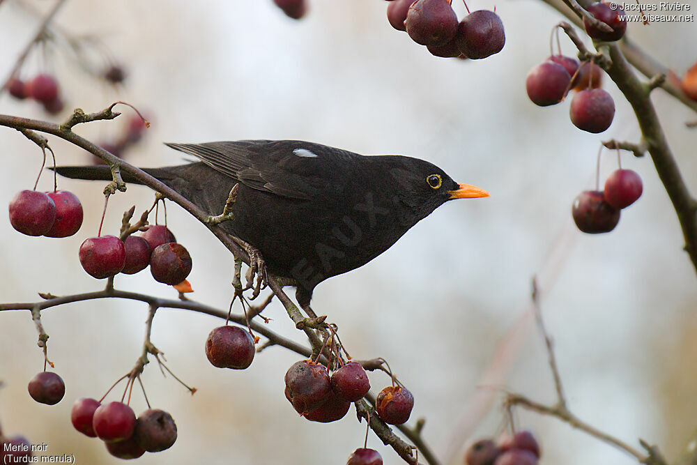 Common Blackbird male adult breeding, habitat, eats