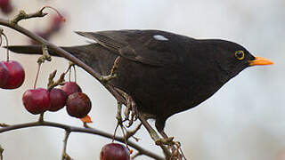 Common Blackbird