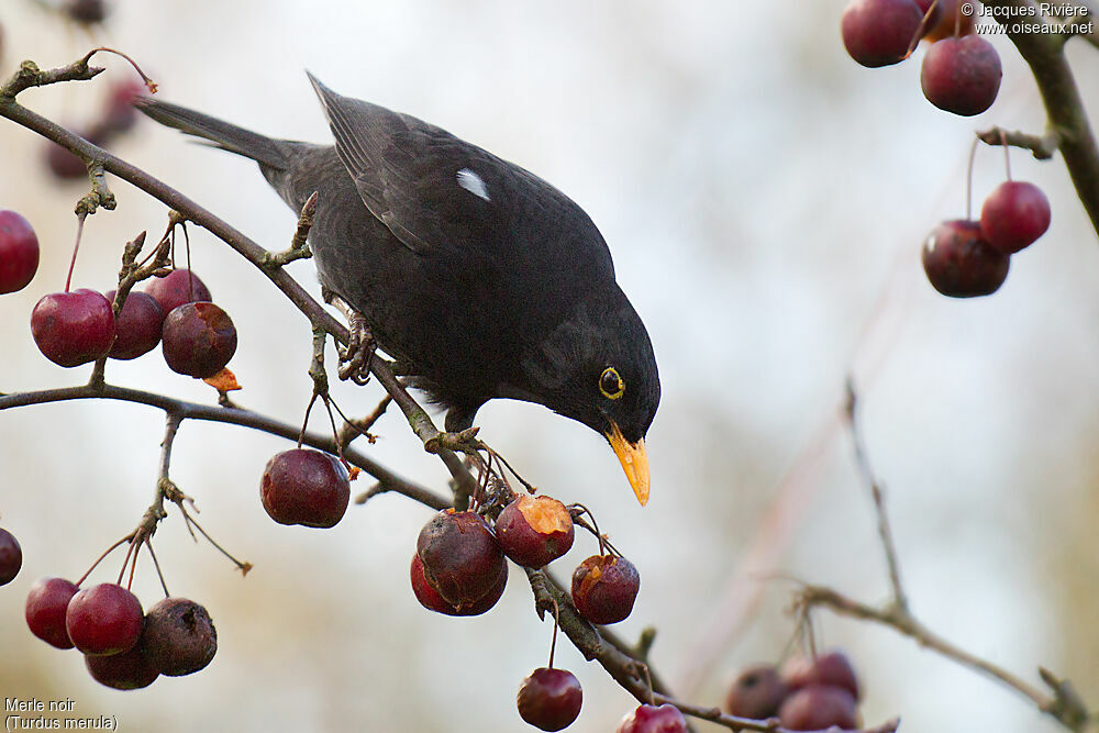 Common Blackbird male adult breeding, habitat, eats