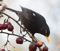 Common Blackbird