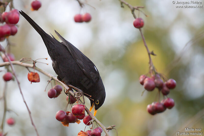Common Blackbird male adult breeding, habitat, eats
