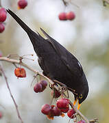 Common Blackbird