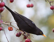 Common Blackbird