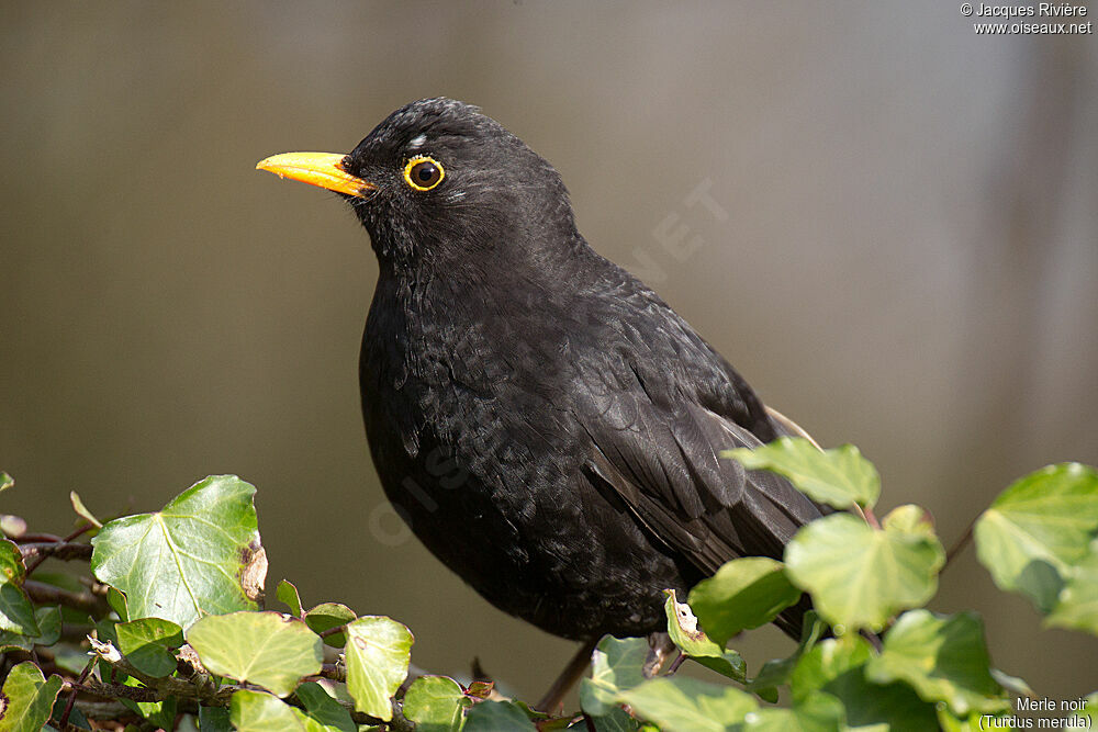 Merle noir mâle adulte nuptial, identification