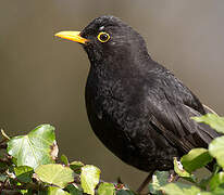 Common Blackbird