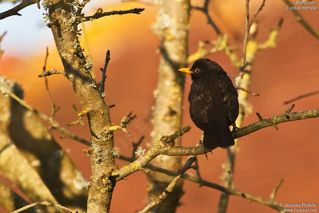 Common Blackbird male adult breeding, identification