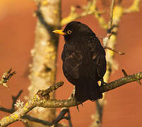 Common Blackbird