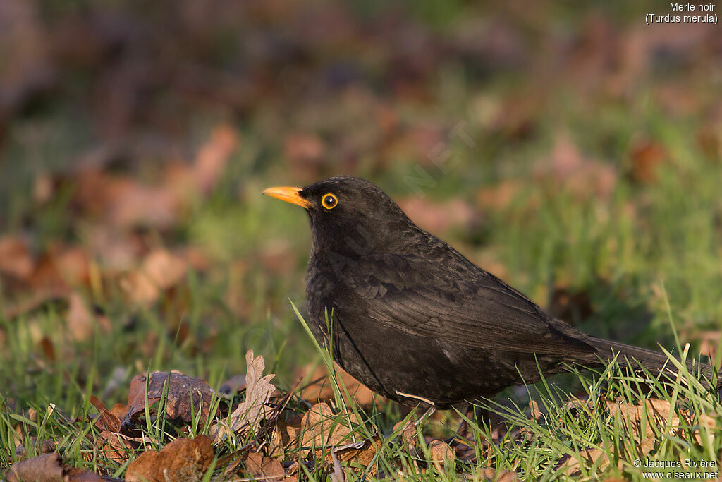 Common Blackbird male adult breeding, identification