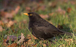 Common Blackbird