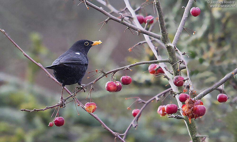 Common Blackbird male adult post breeding