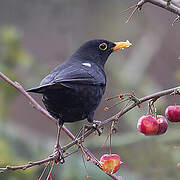 Common Blackbird