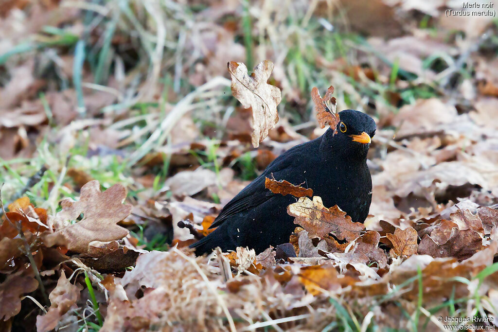 Merle noir mâle adulte nuptial, identification