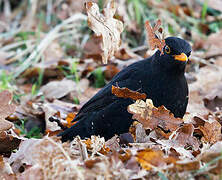 Common Blackbird