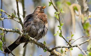 Common Blackbird