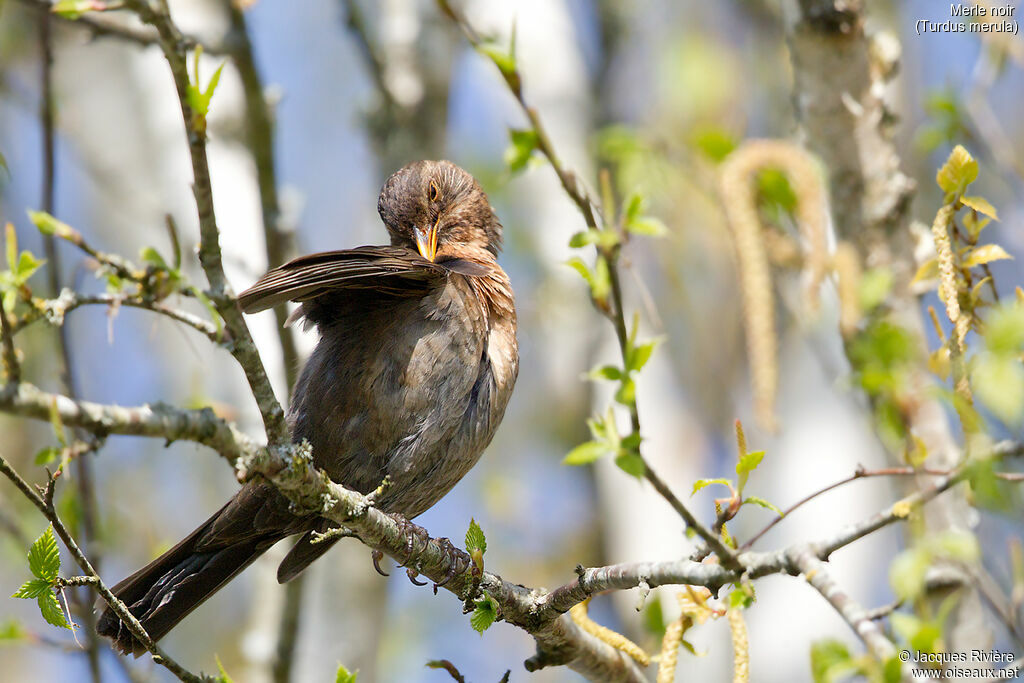 Common Blackbird female adult, identification, care