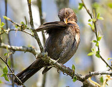 Common Blackbird