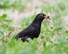 Common Blackbird