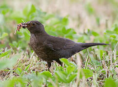 Common Blackbird