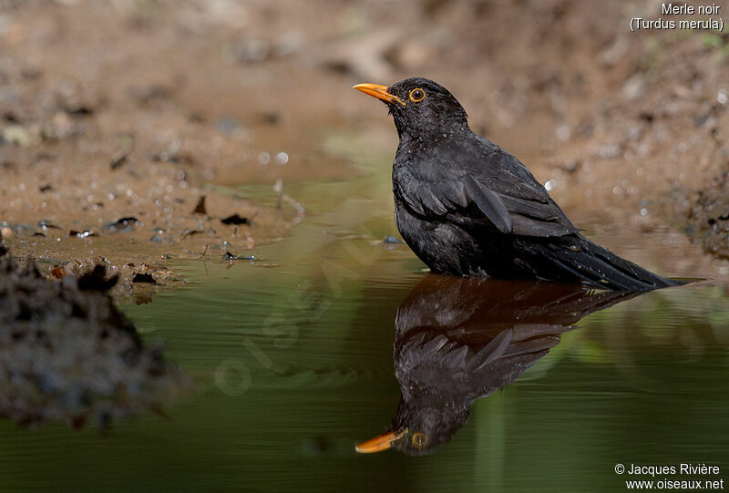 Common Blackbird male adult breeding, identification, swimming