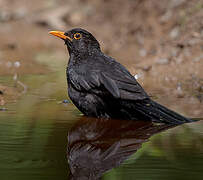 Common Blackbird