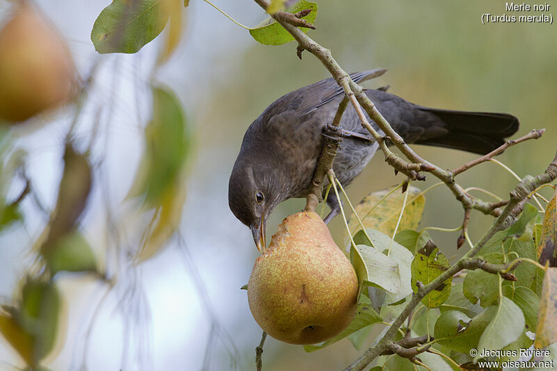 Common Blackbird female adult transition, identification, eats