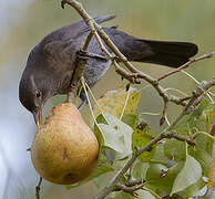 Common Blackbird