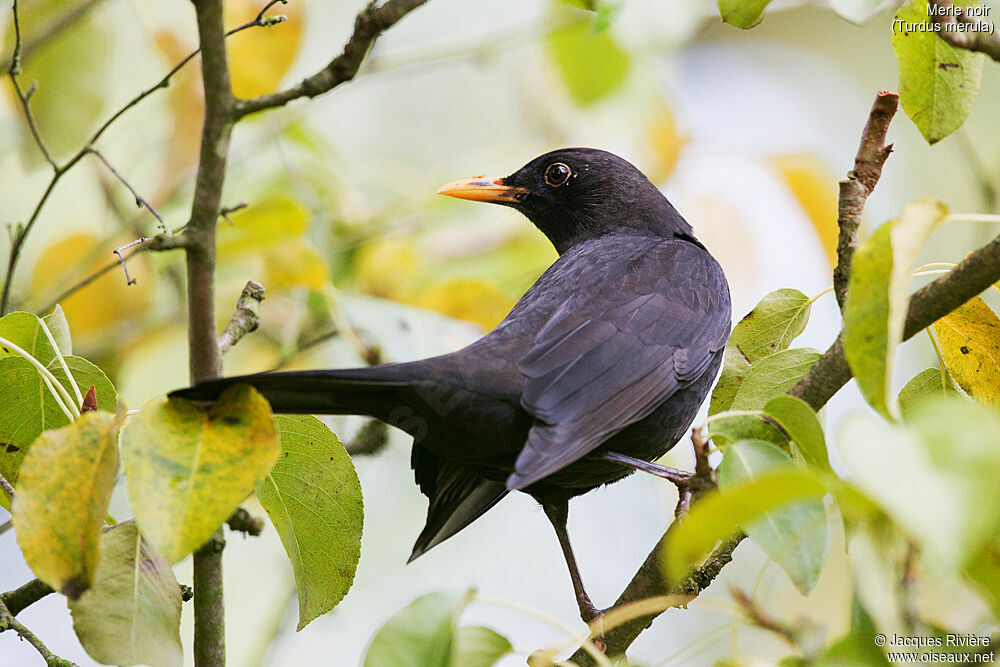 Merle noir mâle adulte nuptial, identification