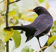 Common Blackbird