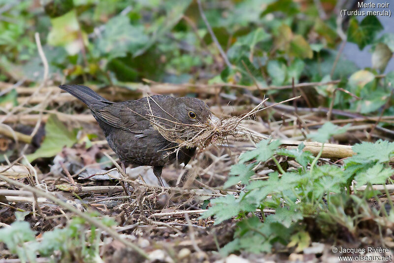Common Blackbird female adult breeding, Reproduction-nesting