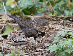 Common Blackbird