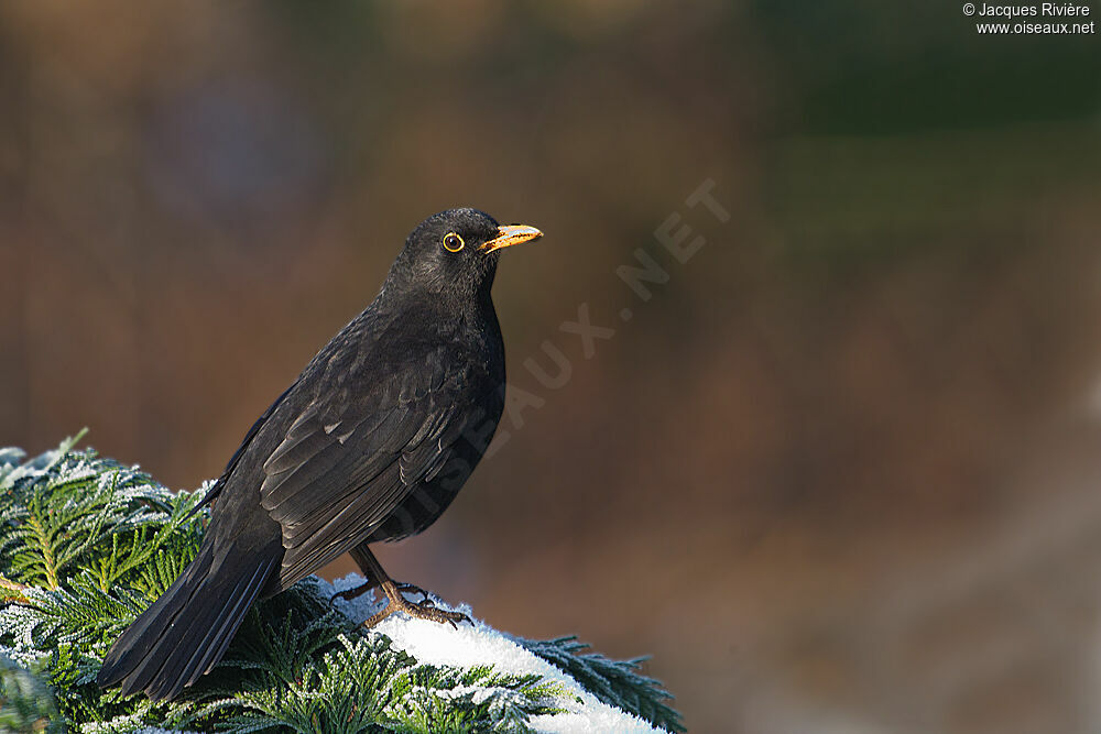 Common Blackbird male adult breeding