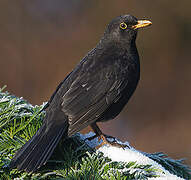 Common Blackbird