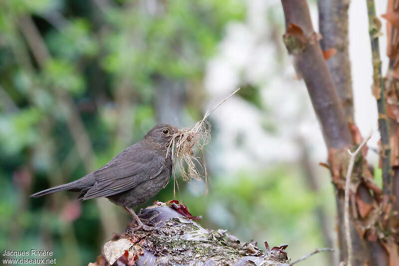 Common Blackbird female adult breeding, identification, Reproduction-nesting