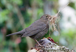 Common Blackbird