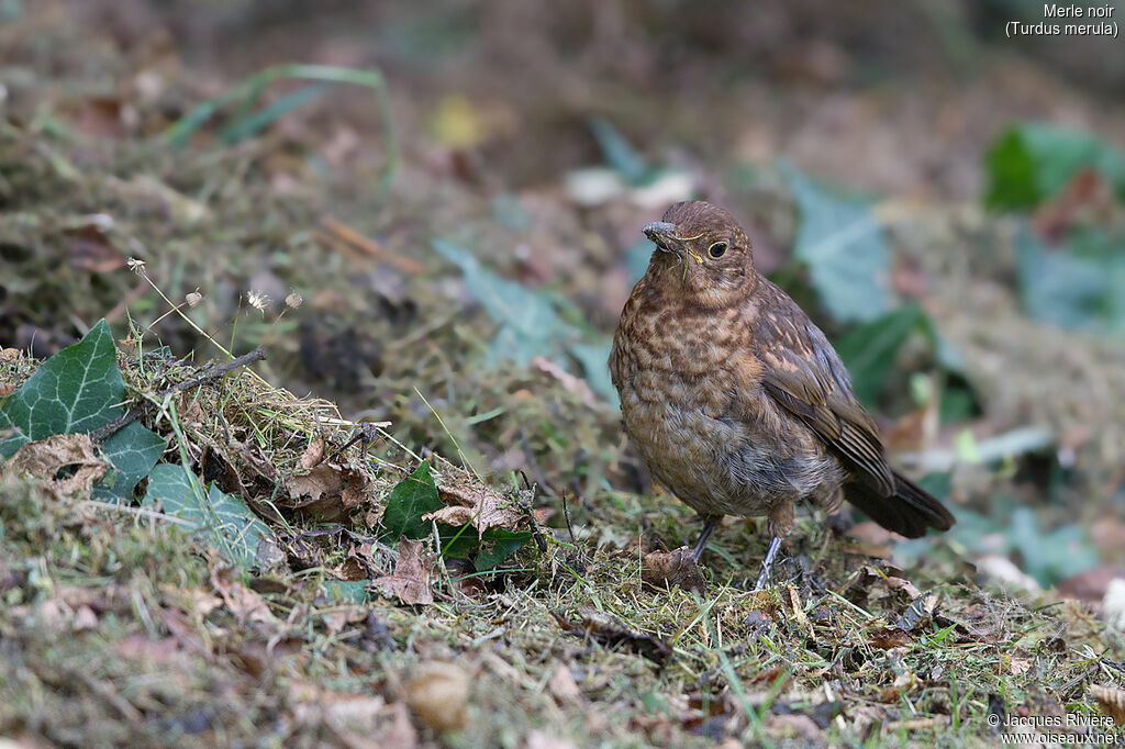 Common Blackbirdimmature, identification