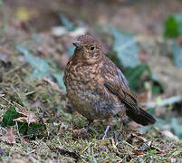 Common Blackbird