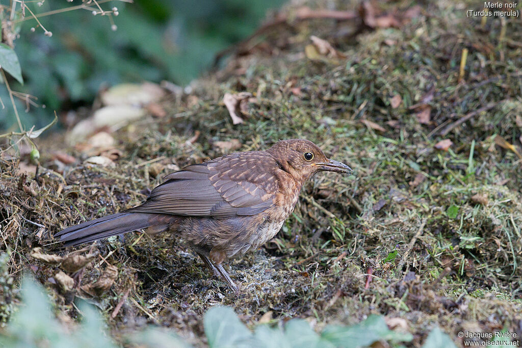 Common Blackbirdimmature, identification