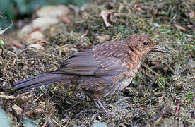 Common Blackbird