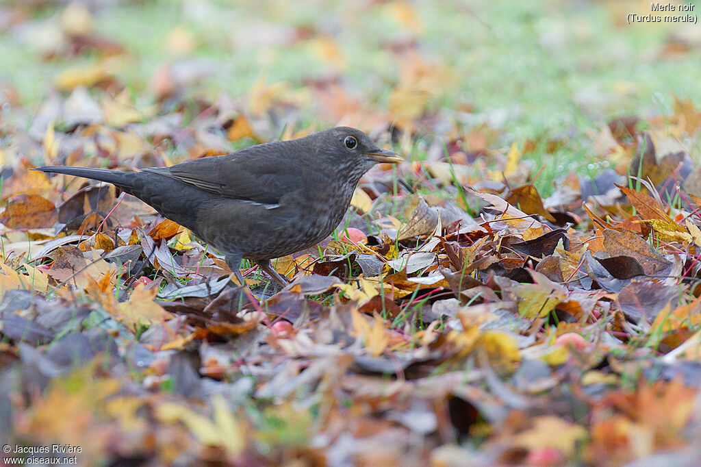 Common Blackbird female adult post breeding, identification