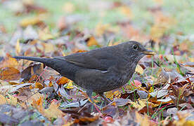 Common Blackbird