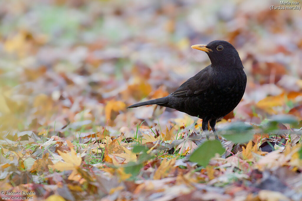 Common Blackbird male adult, identification