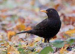 Common Blackbird