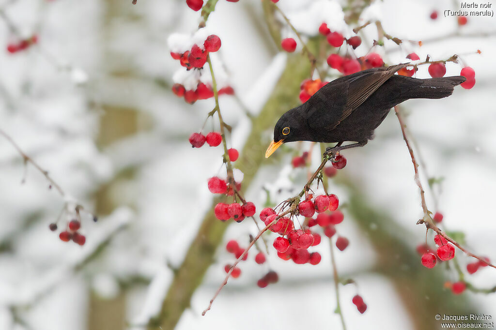 Common Blackbird male adult breeding, identification, eats